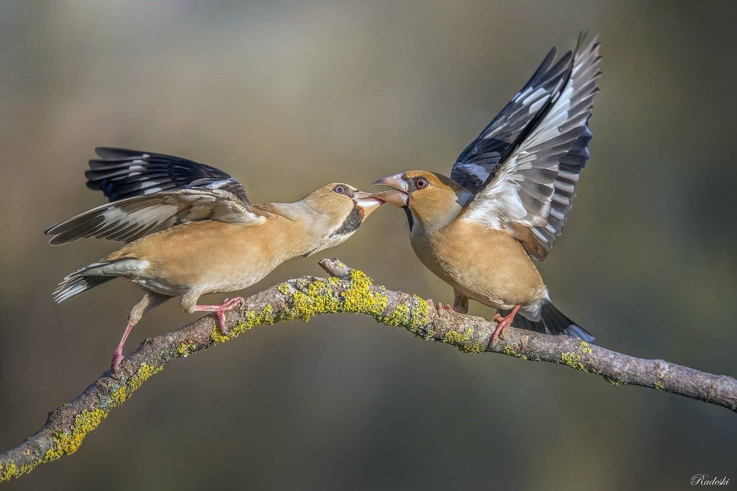 , Roberto Aldrovandi