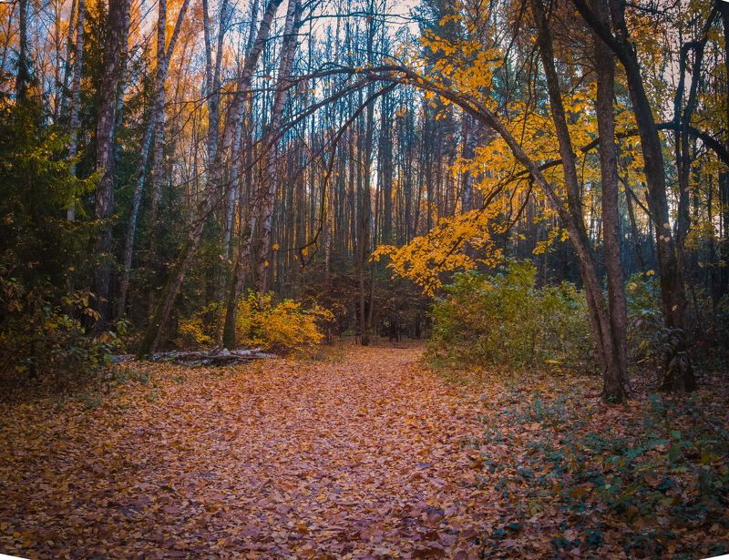 *ОСЕНЬ* фото превью
