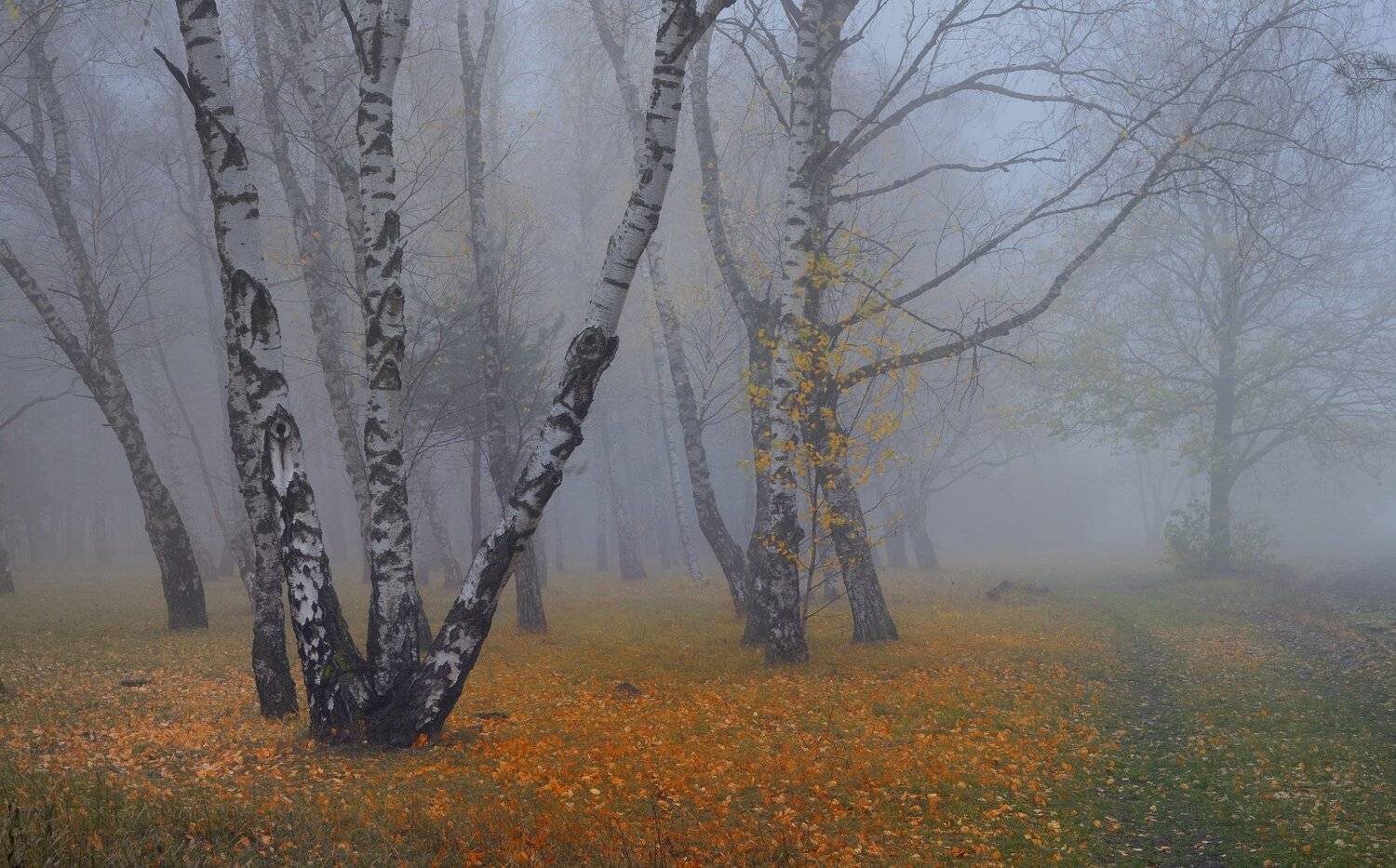 осень рассвет лес листва туман, Александр Жарников