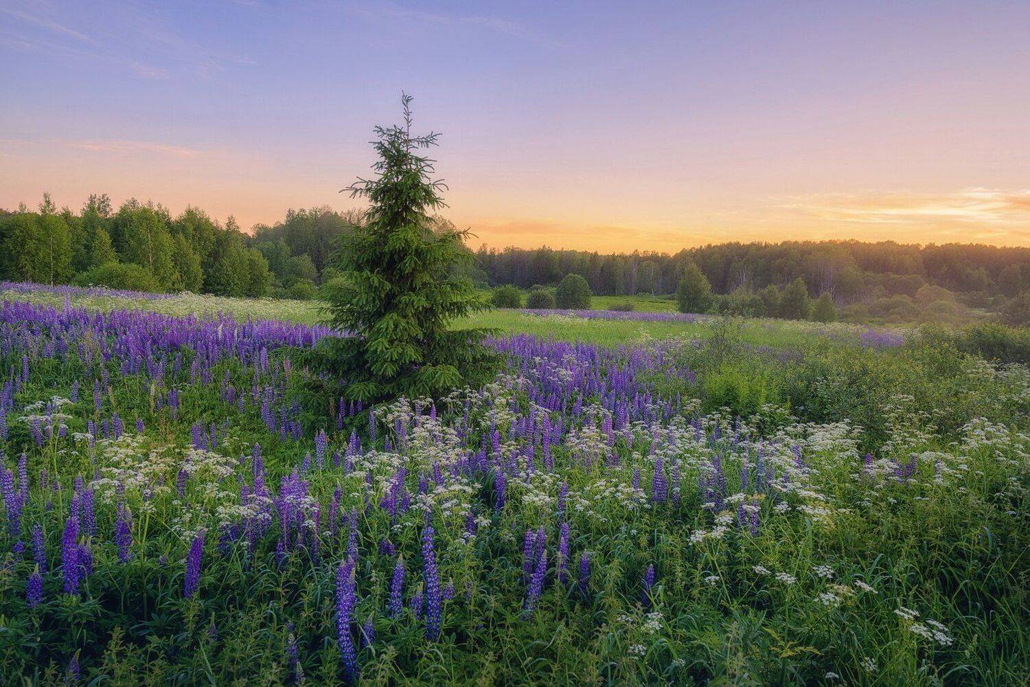, Устюжанин Михаил
