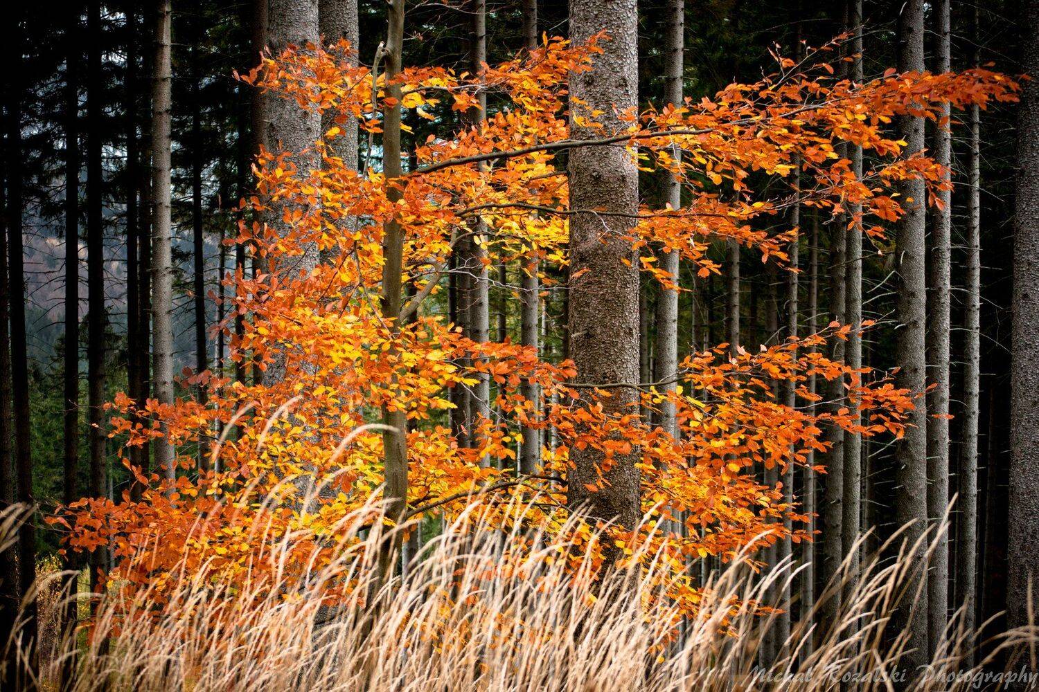 autumn, , trees, , forest, , colors, , leaves, , fire, , orange, , fall, Michal Rozalski