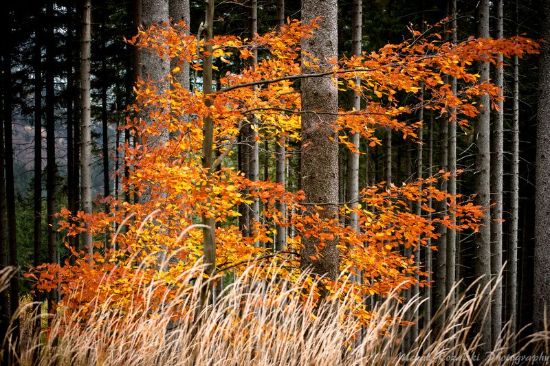 autumn, , trees, , forest, , colors, , leaves, , fire, , orange, , fall Fire фото превью