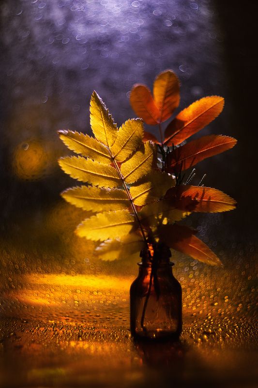 moment, момент, beautiful, красивый, bokeh, боке, manual lens, мануальная оптика, helios-44m, leaves, листья, autumn, осенние, rowan, рябина, minimalism, минимализм, still life, натюрморт, rainy, дождливо, После красно-желтых дней... фото превью