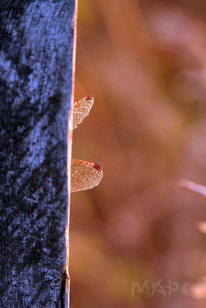 животные стрекоза закат крылья осень, Шангареев Марс