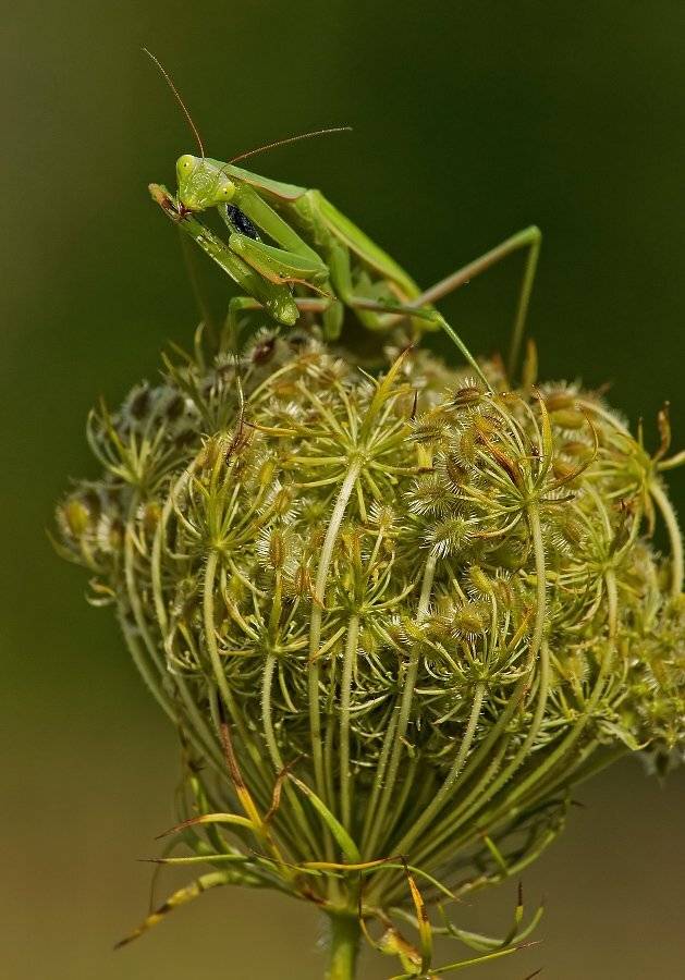 , Чепленко Алексей
