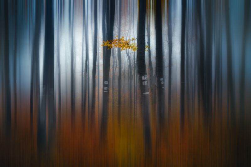 Eddie Adamov