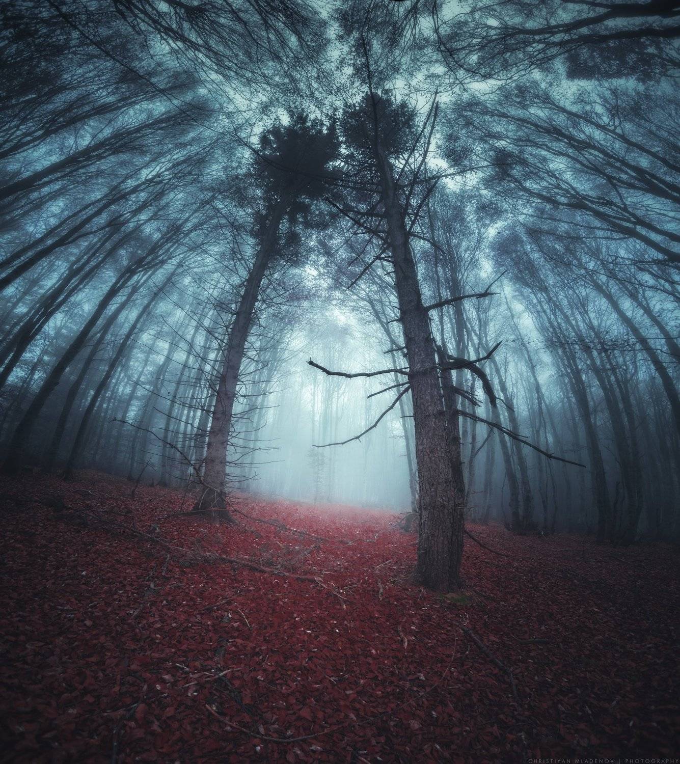 autumn, fall, landscape, forest, trees, wide angle, fog, mist, mountain, woods, spring, bulgaria, nature, green, plant, weed, leafs, dream, panorama, woodland, gora, mountain, grass, magic, dreamy, colors, foggy, Кристиян Младенов