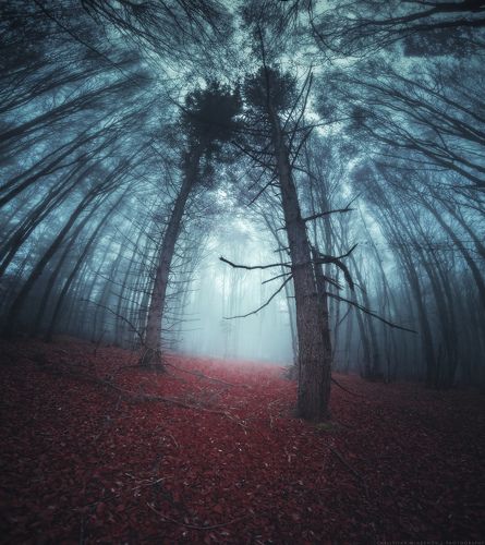 Forest Portal