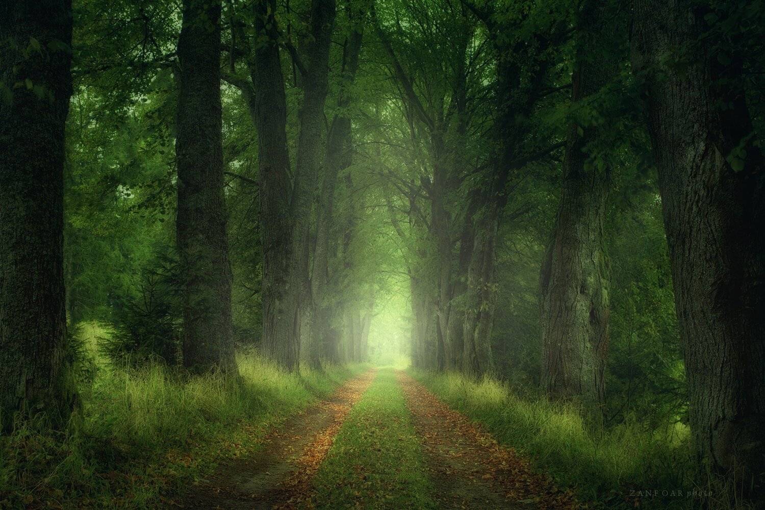 alley,nature,landscape,forest ,&scaron;umava,trees,grass,autumn,zanfoar,czech republic,nikon d750,чехия, Zanfoar