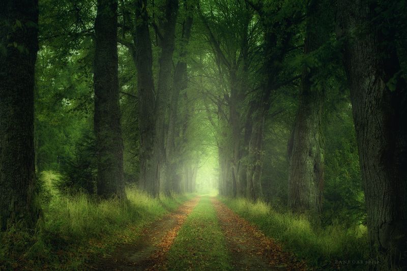 alley,nature,landscape,forest ,šumava,trees,grass,autumn,zanfoar,czech republic,nikon d750,чехия Alley фото превью