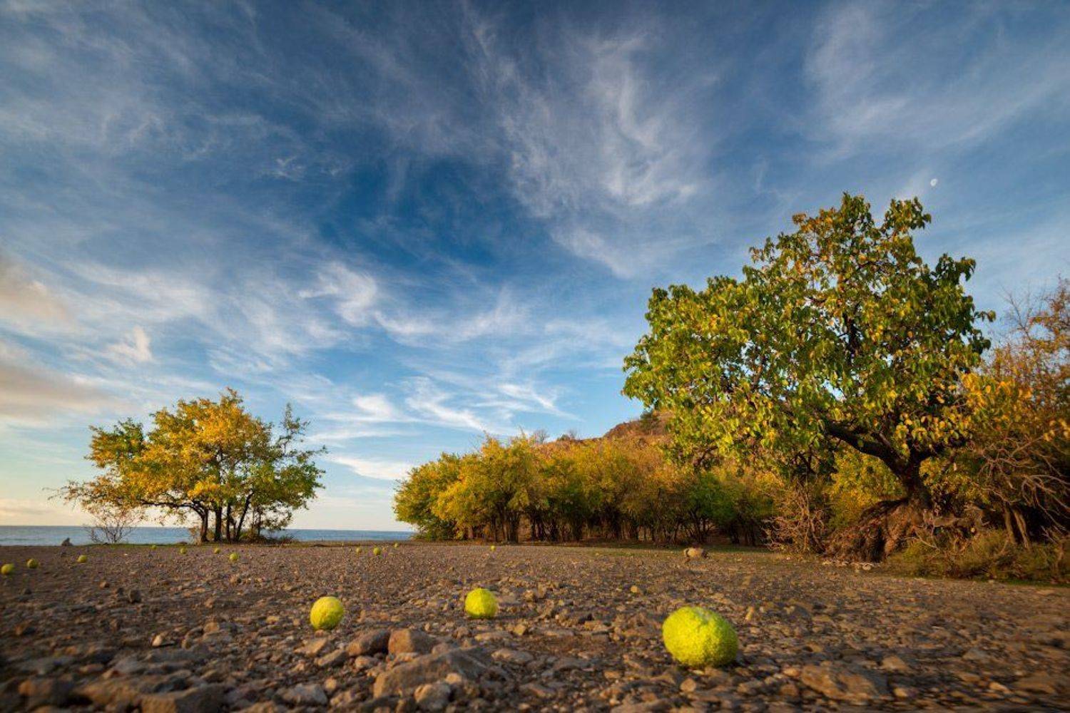 , Андрей Гусаченко