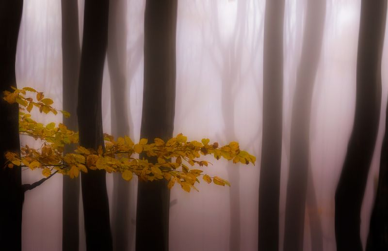 Вълшебната гора фото превью