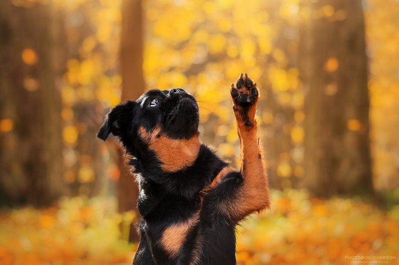 собака, осень, портрет, лайфстайл, солнце, Солнечный Кас в осеннем парке фото превью