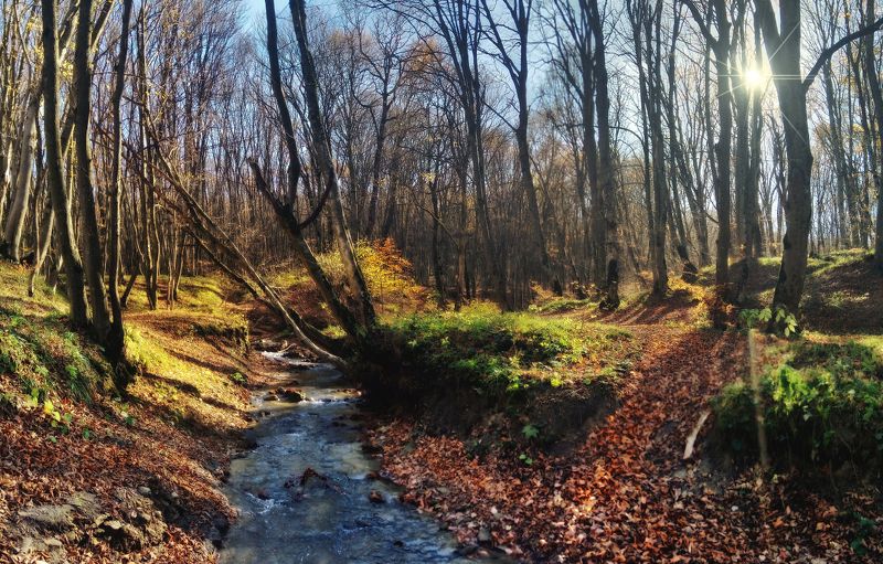 ставрополь, утро, осень,лес 3 ноября 2018 фото превью