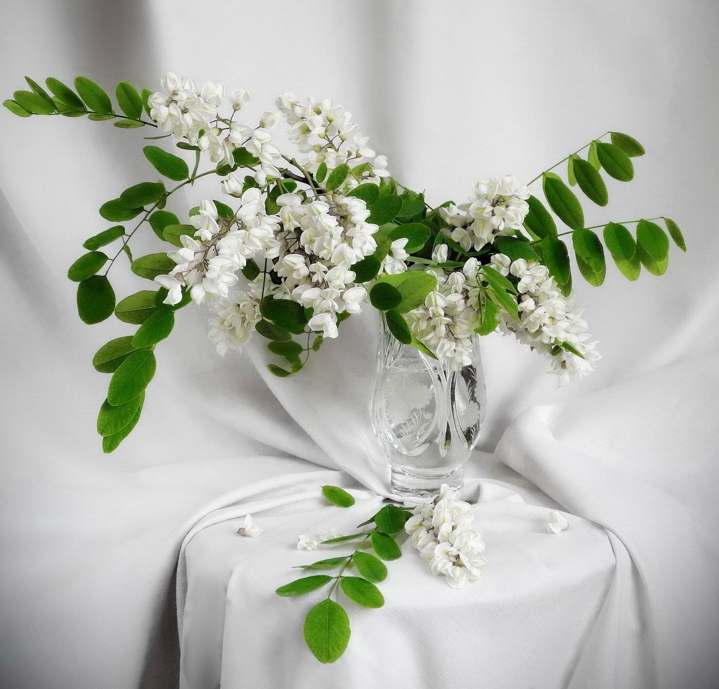 акация натюрморт цветы аромат, Сергей Фунтовой