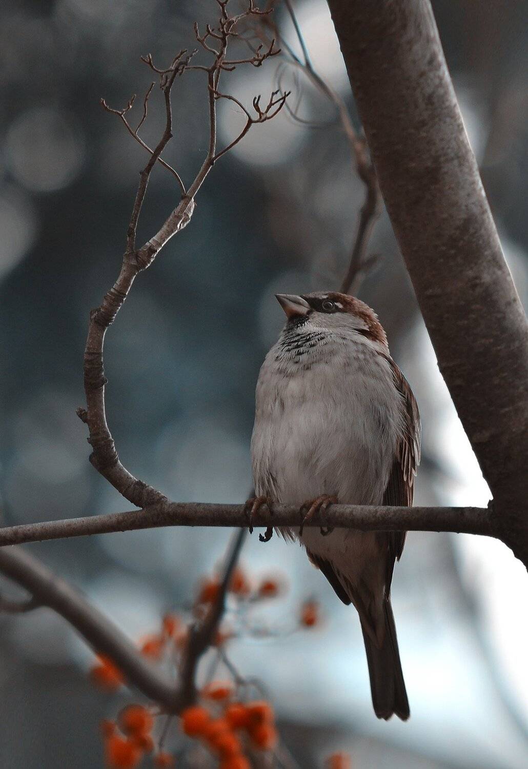 , Воинкова Ирина