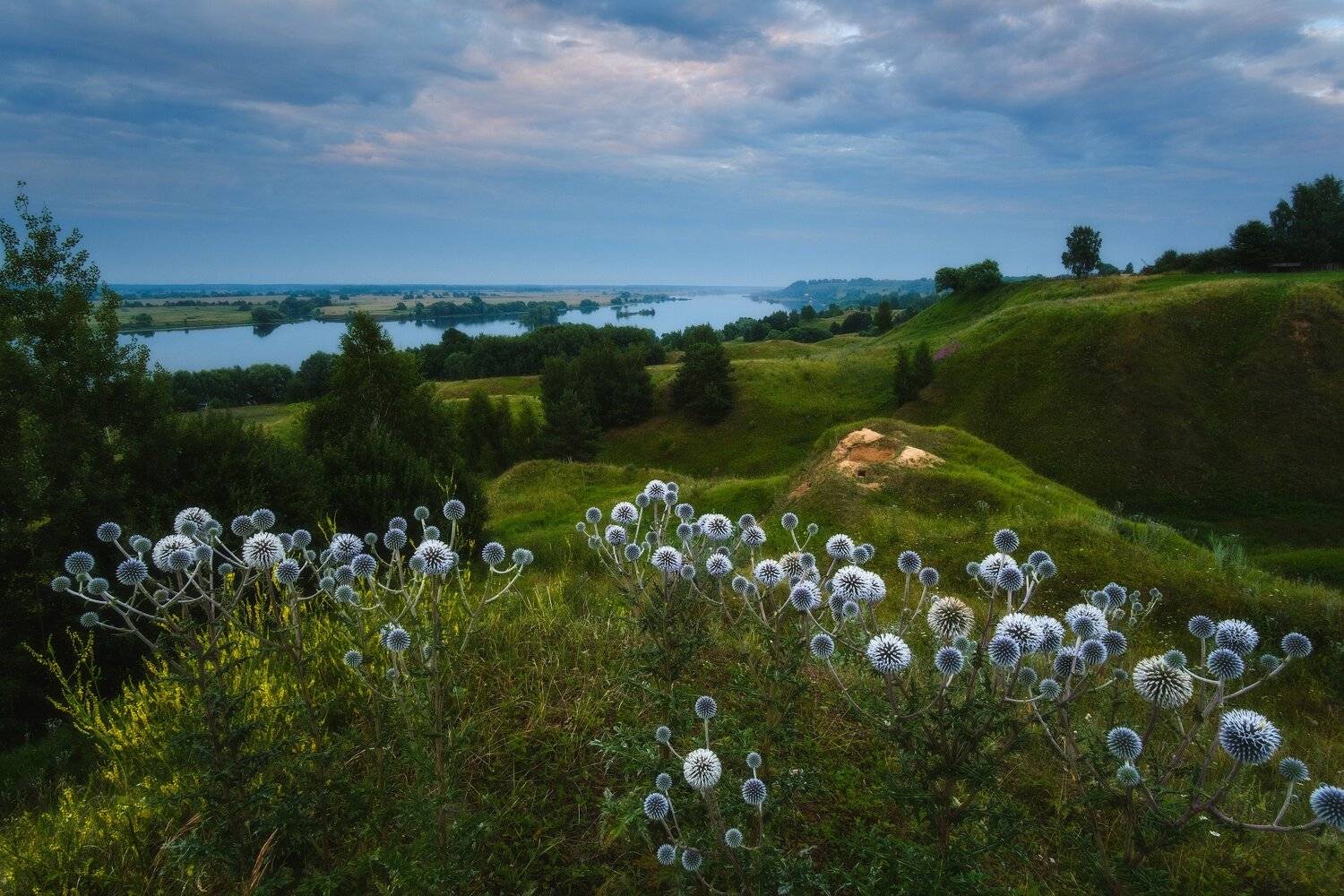 россия, рязанская область, константиново, ока, пейзаж, природа, лето, туман, река, закат солнца, закат, сумерки, цветы, мордовник шароголовый, Оборотов Алексей