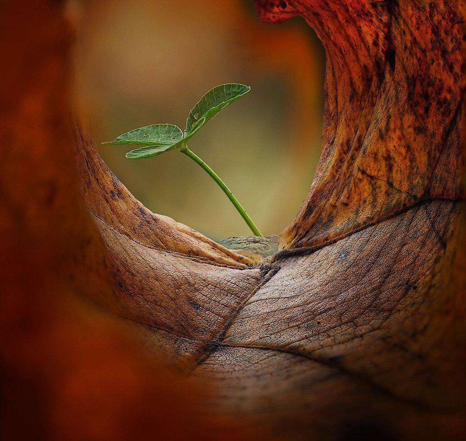 macro,макро, Евгений Лукашук