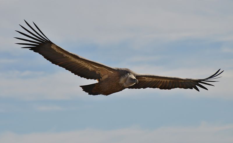 Белоголовый сип (гриф) фото превью