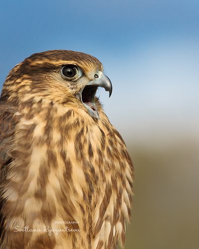 Falco columbarius