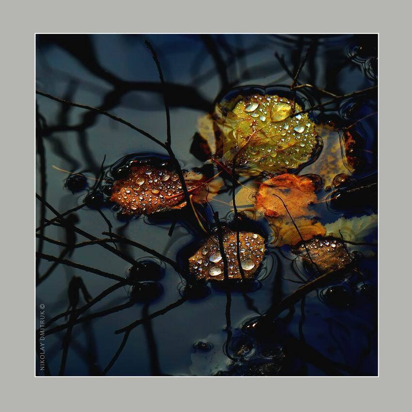 без, категории, николай дмитрук