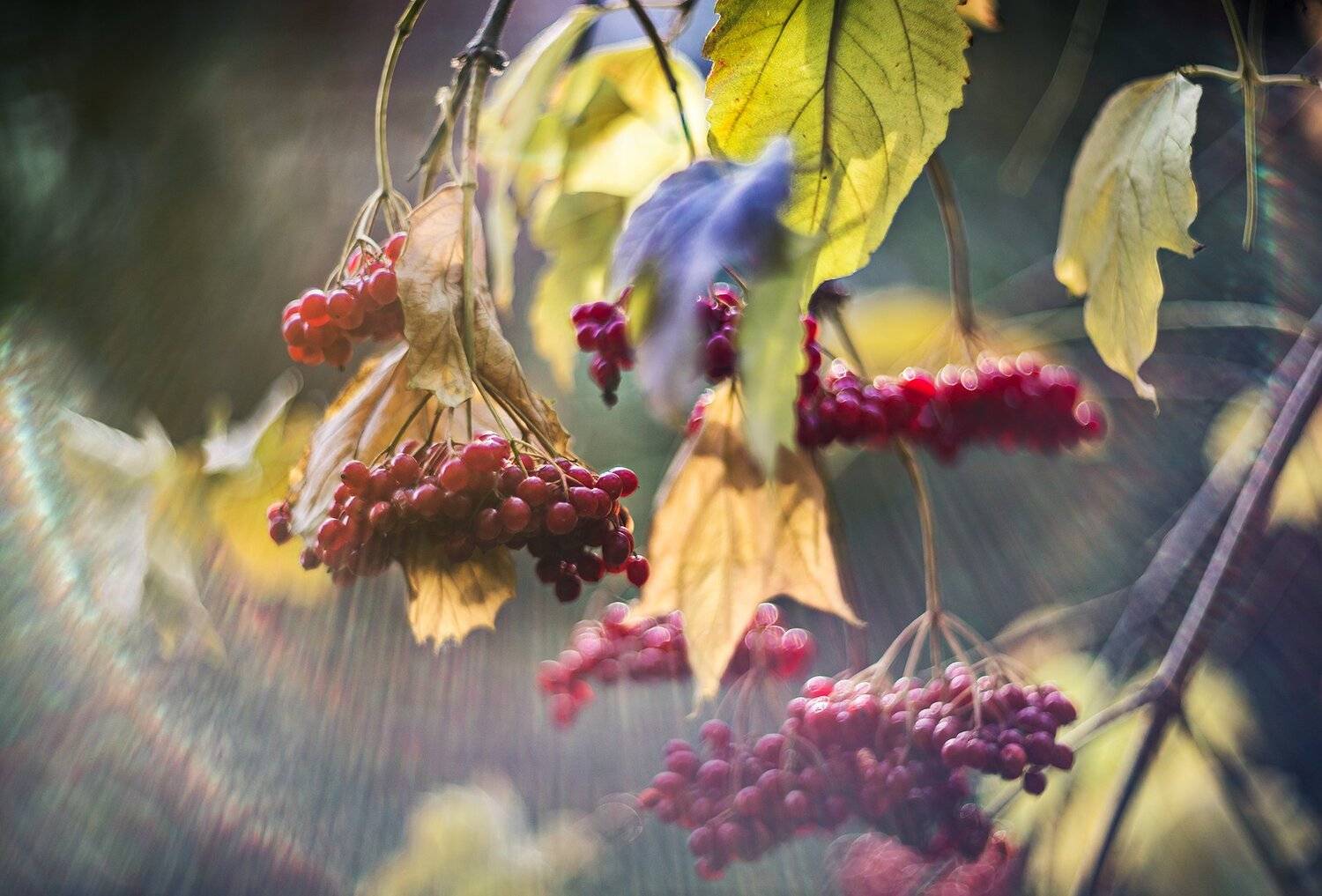 природа, макро, осень, ягоды, калина, Неля Рачкова