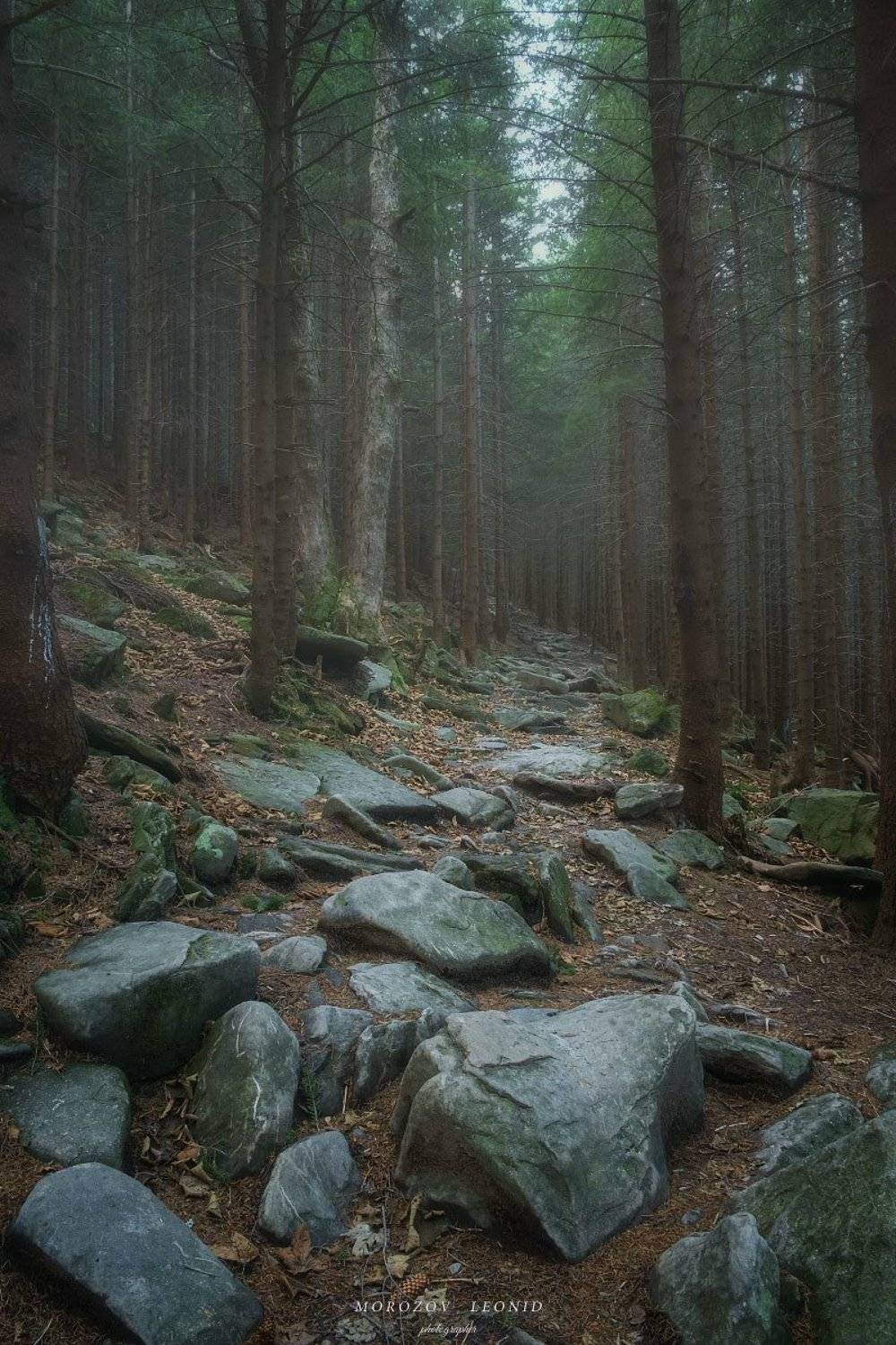 карпаты., украина., зима., пейзаж., снег., карпатский., гора., красивый., небо., природа., дерево., холод., мороз., путешествия., белый., сезон., ель., лес., фон., снежный., горы., зимний., утро., отдых., солнце., лед., изморозь., иней., сцена., синий., с, Леонид Морозов