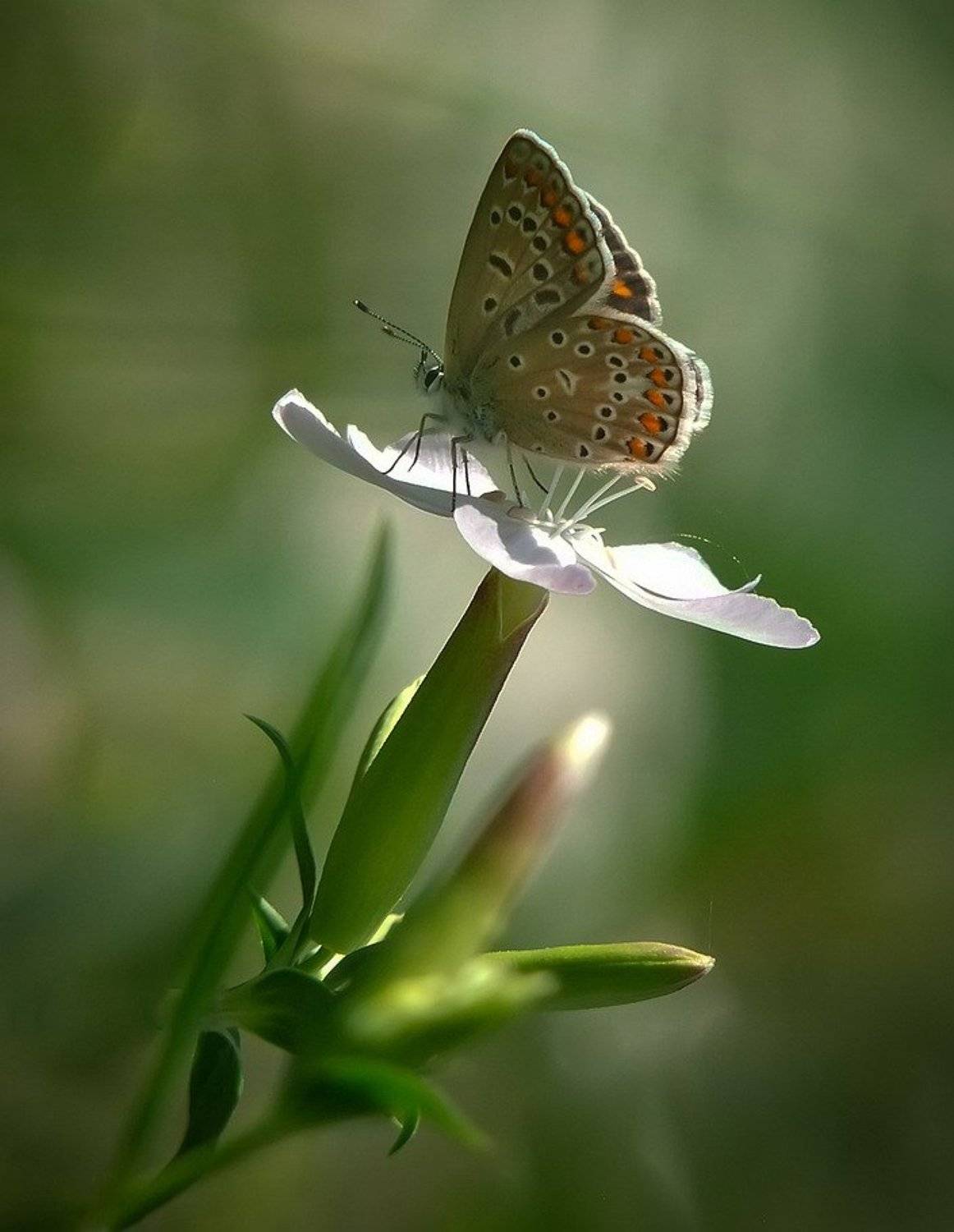 , Вячеслав Мищенко