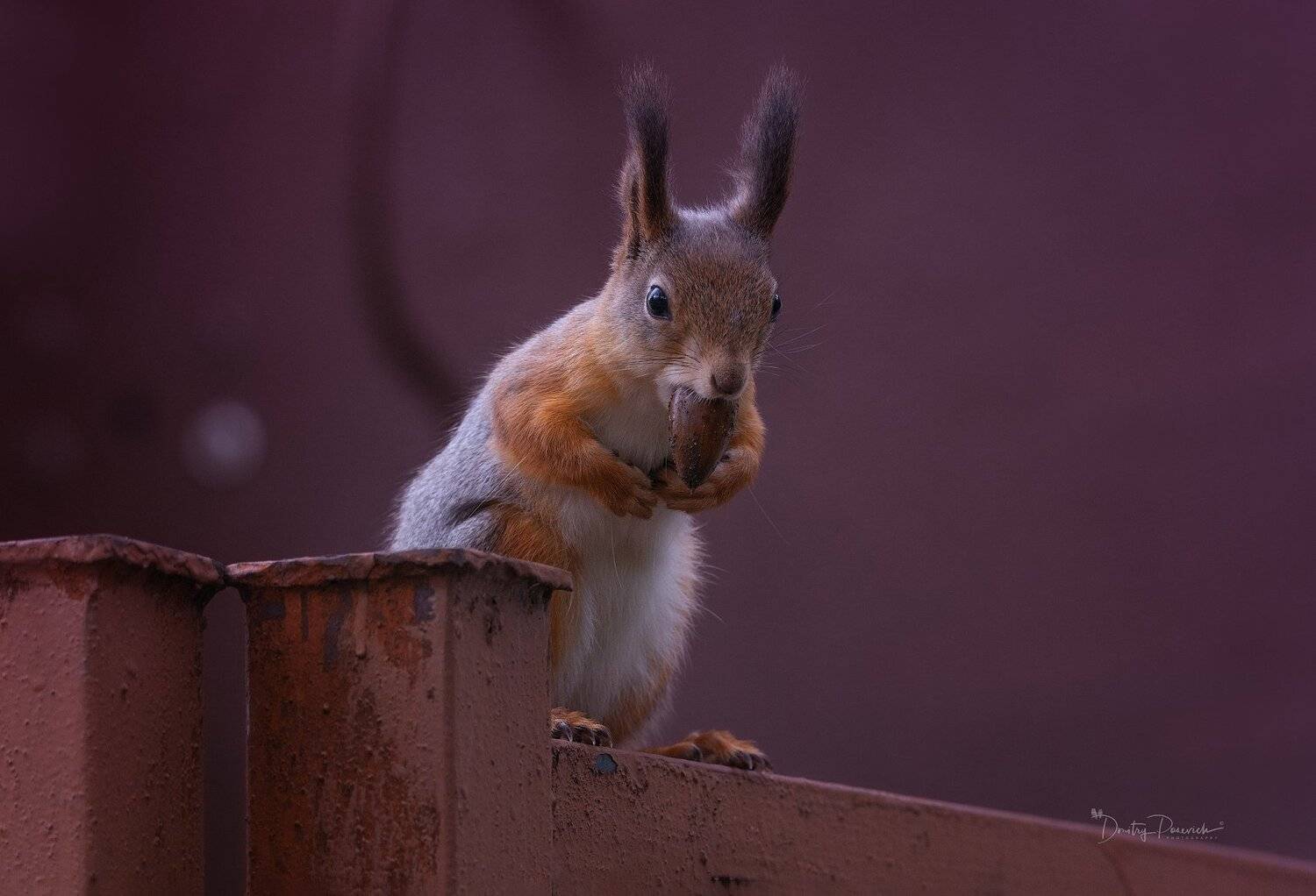 природа, лес, животные, птицы, Дмитрий Посевич