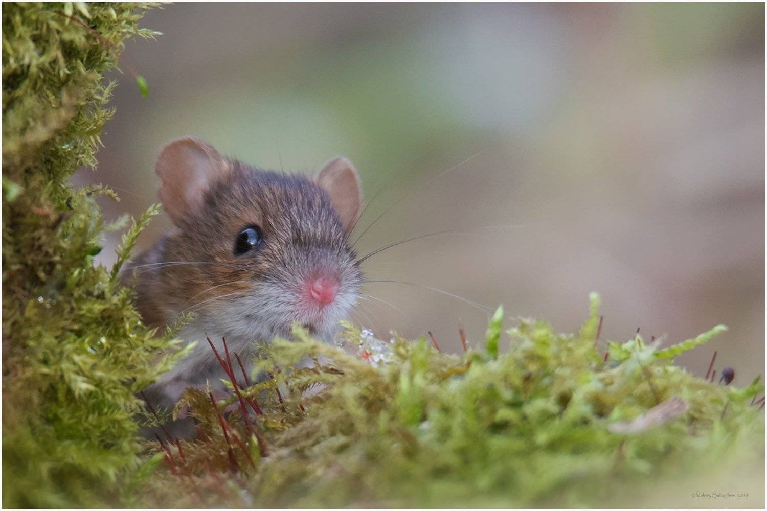, Валерий Субачев