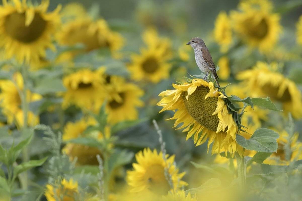 птицы birds, Jaroslav Mego