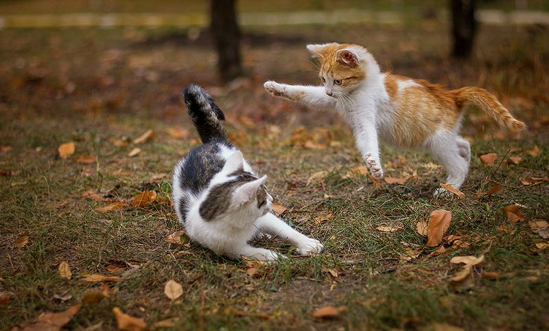 Как давно мы не виделись! фото превью