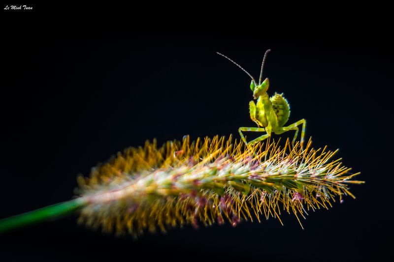 mantis The dark knight фото превью