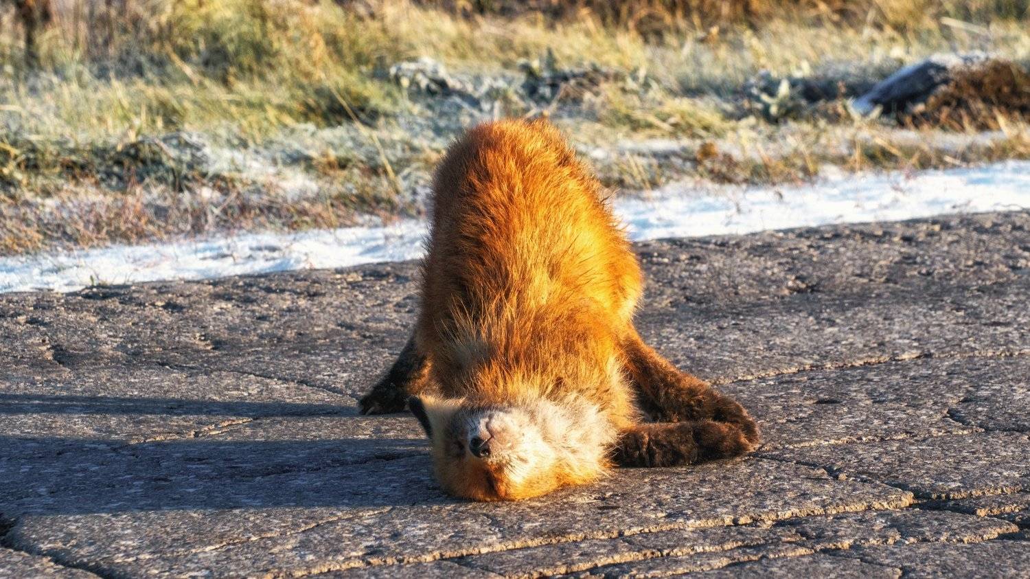 лиса, животные, утро, природа, никон, nikonrussia, fox, animals, wild, nature, nikon, Денис Гладких