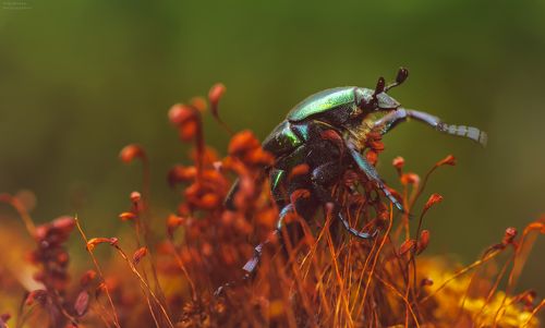 Краснокнижный зверь