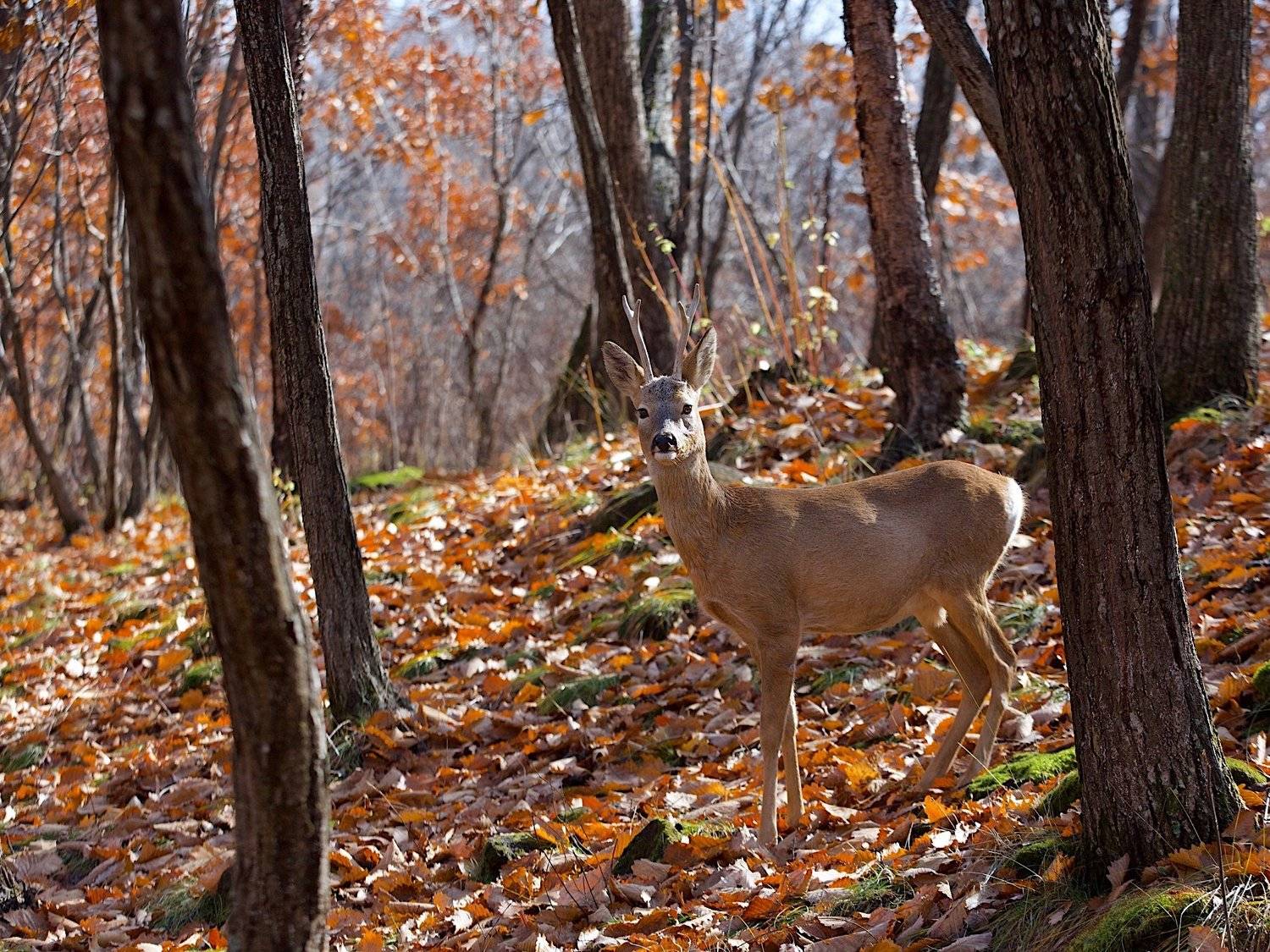 , Мазурин Евгений