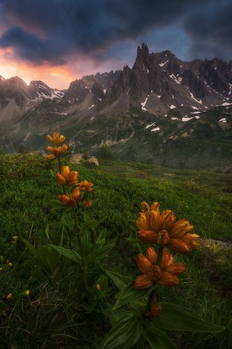 Twillight flowers