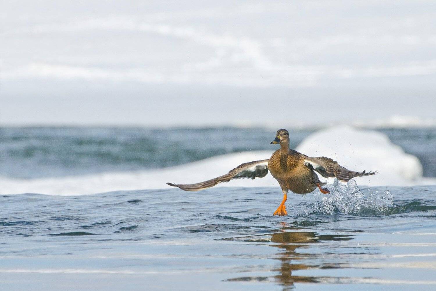 утка, кряква, Михаил Агеев