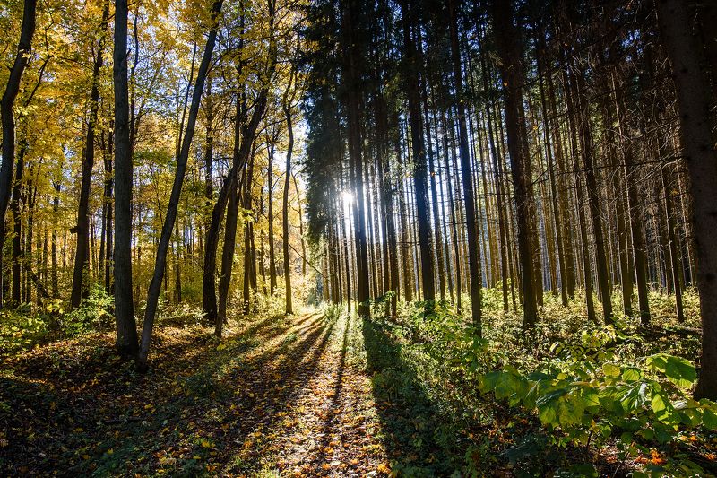 Граница фото превью