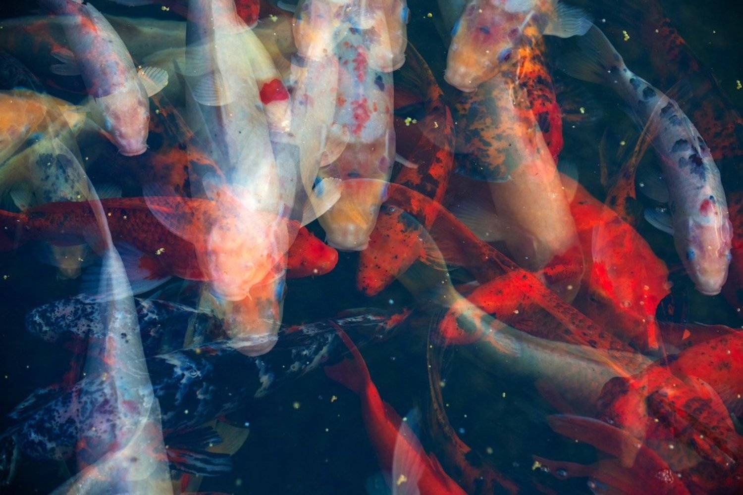 карп, кои, мультиэкспозиция, Александр Константинов