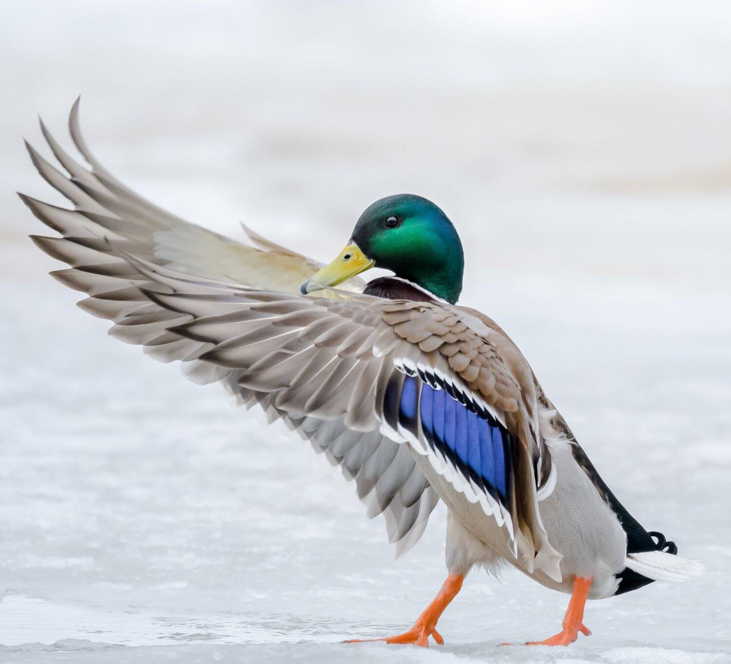 anas platyrhynchos, утка, кряква, селезень, посадка, крылья, апрель, весна, снег, дирижёр, гбс, главный ботанический сад, парк, москва, птицы москвы, природа в городе, птицы россии, радужный, Ксения Соварцева