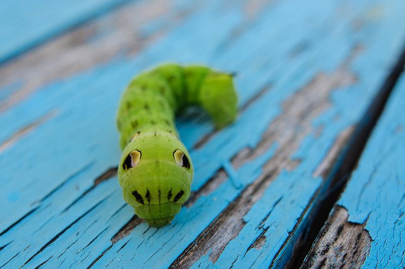 Инопланетянин фото превью