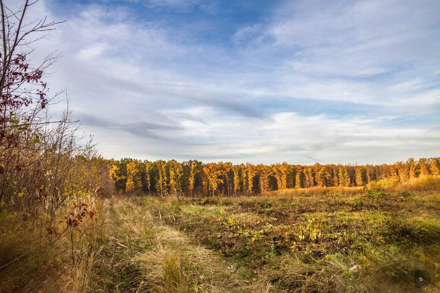 лес, поле, кусты, трава, природа, пейзаж, небо, облака, закат, ветер, Simplici_mortE