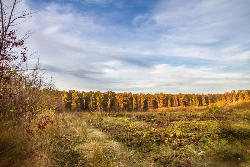 лес, поле, кусты, трава, природа, пейзаж, небо, облака, закат, ветер Лесная комната с небесным потолком... фото превью