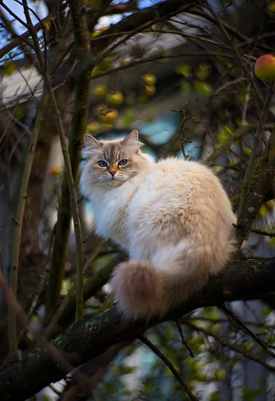 кошка, животные, яблоки, осень, природа, боке, петцваль Про яблоки, кошку и про боке фото превью