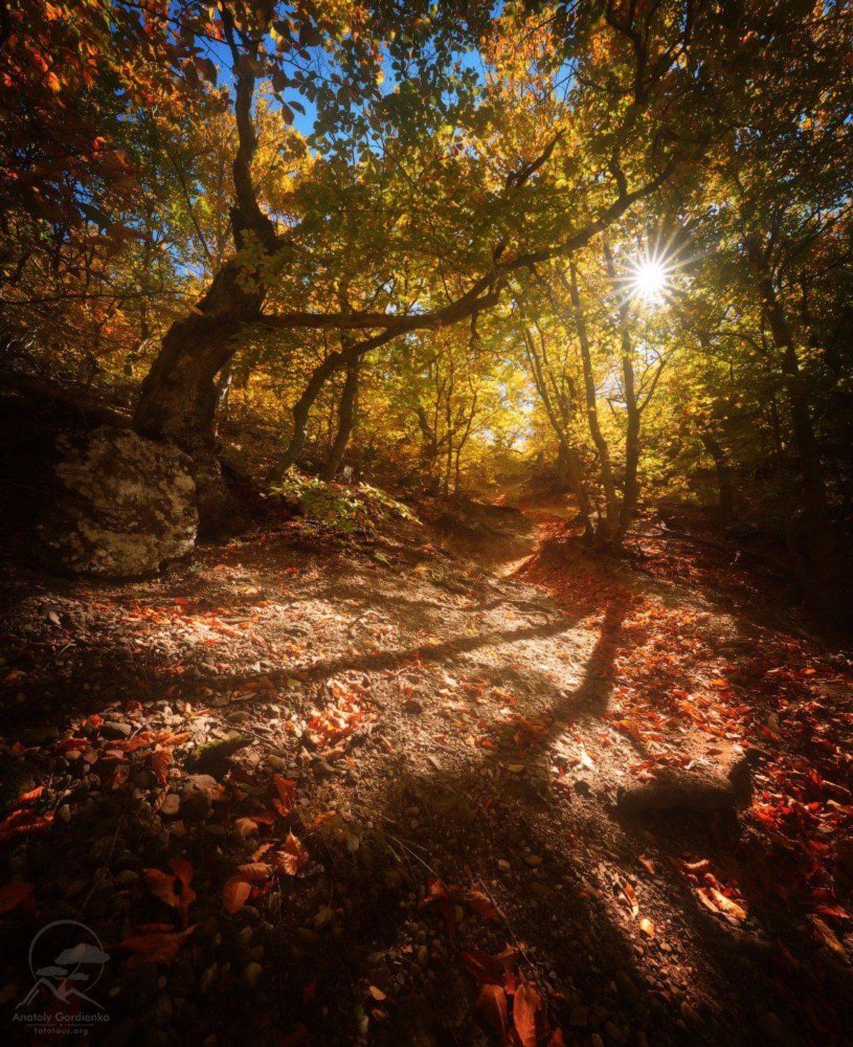 пейзаж, природа, лес, демерджи, крым,солнце,осень, Анатолий Гордиенко