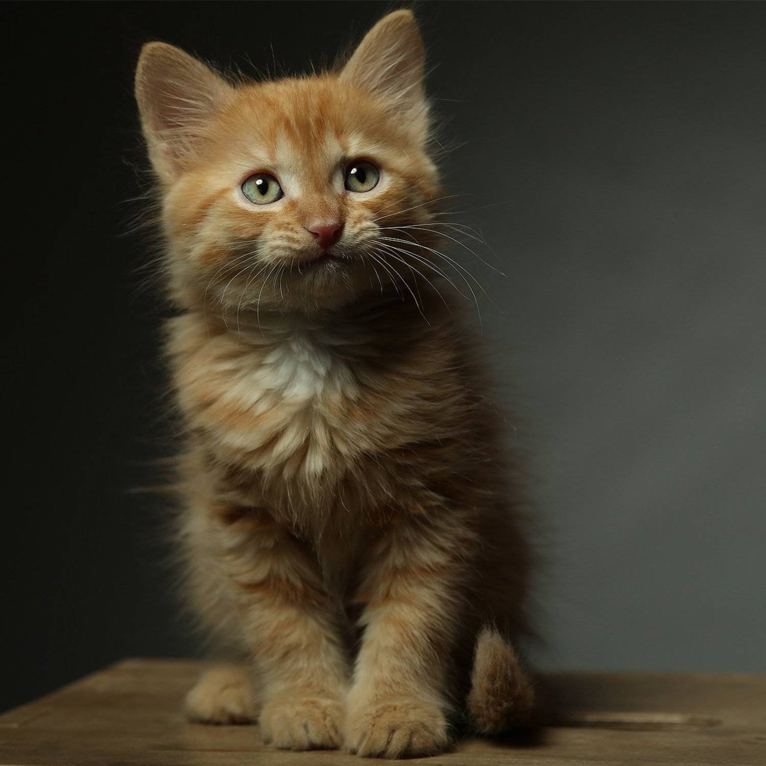 котенок, милый, лев, львенок, студия, свет, Дарья Комарова