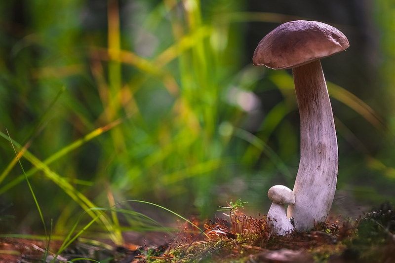 Под присмотром фото превью