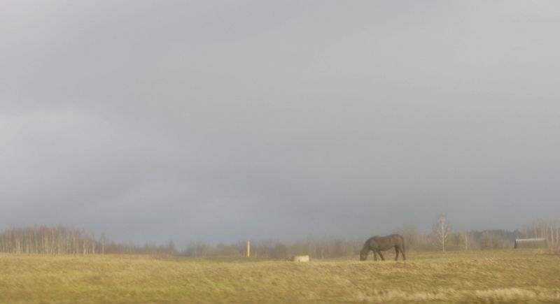 Лошадь в тумане фото превью