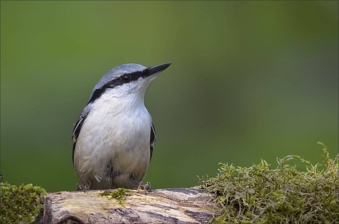 поползень, Андрей Медведев